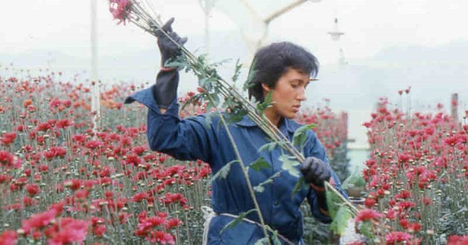 “Amor, mujeres y flores”.
