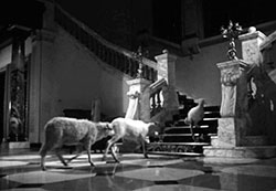 objejas escaleras buñuel