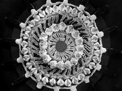 Coreografia Berkeley