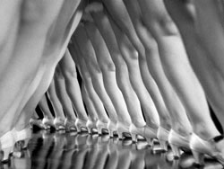 piernas Berkeley