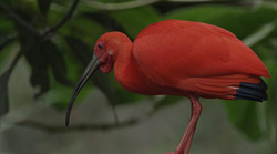 Fauna de Colombia