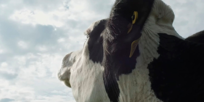 Cow, fotograma