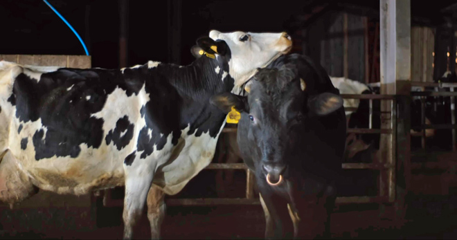 Vaca, fotograma