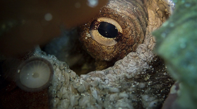 My octopus teacher fotograma
