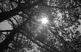 Rashomon_Bosque_2