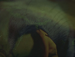Imagen de Dog Star Man