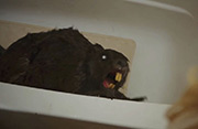 Zombeaver