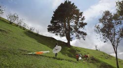 Jericó, el infinito vuelo de los días