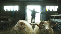 Fotograma de la película islandesa Hrutar