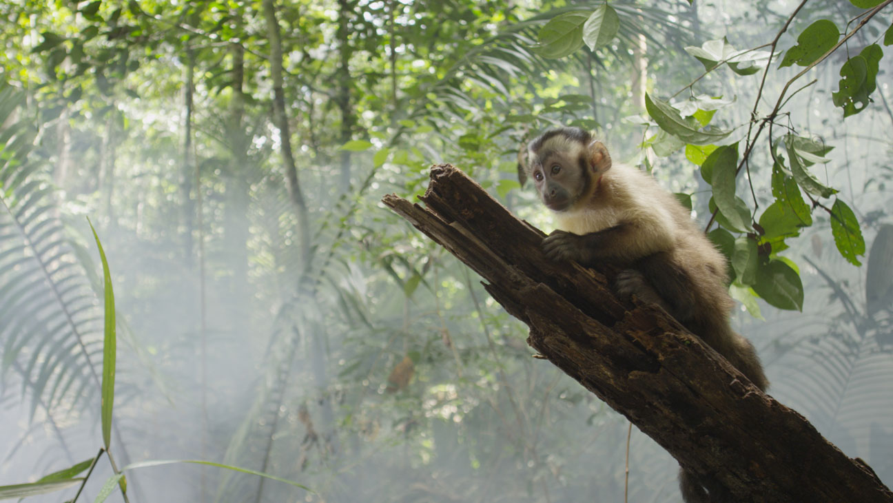 Amazonia_12013LePacteBilobaFilmsGullane